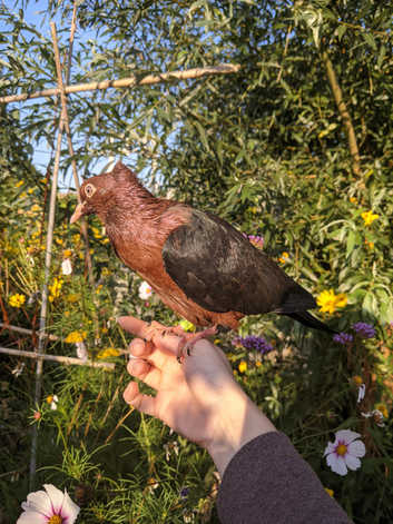 Hand reared fancy pet pigeons available!