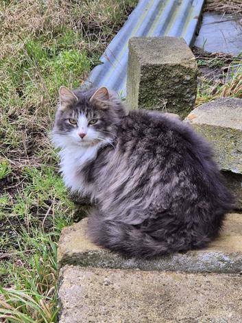 Gray and white fluffy cat