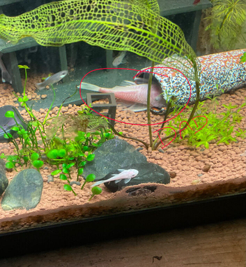 Proven breeding pair of Snow White pleco