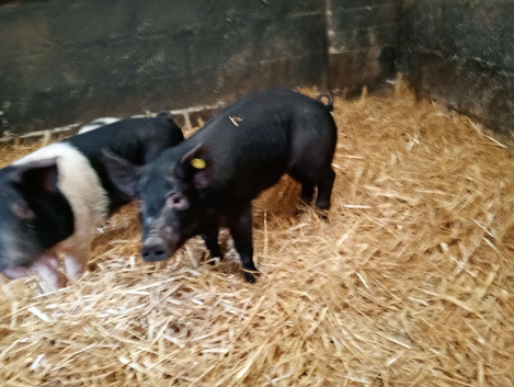 Weaners / growers / finishers
