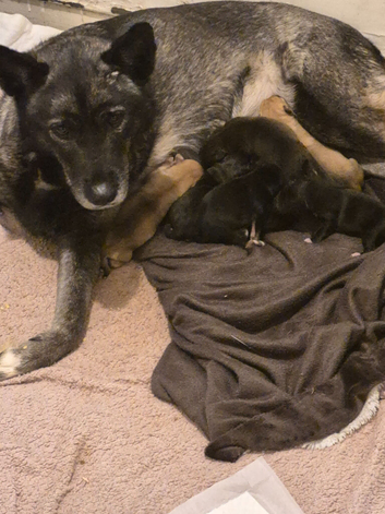 3 girl puppies