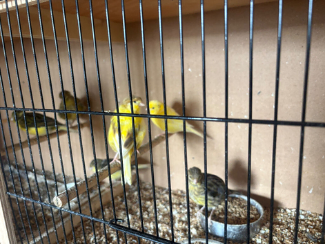 Fife canaries for sale