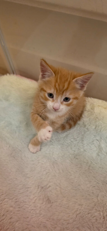 Loving, playful kittens need forever home.