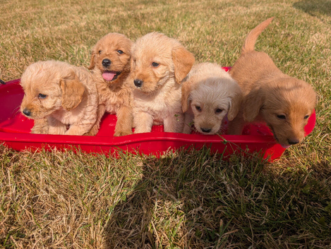 Labradoodle puppies