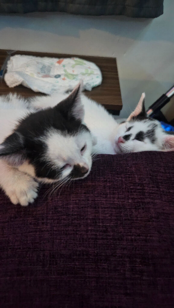 kittens ready