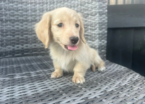 LOVELY CREAM MINI DACHSHUNDS