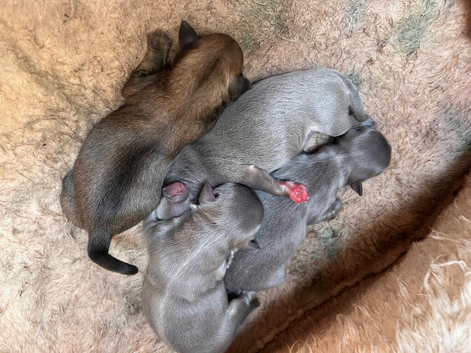 New Born Chihuahuas