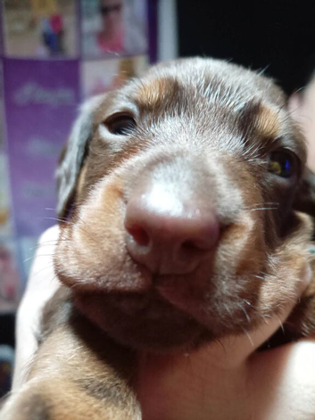 Last male puppy