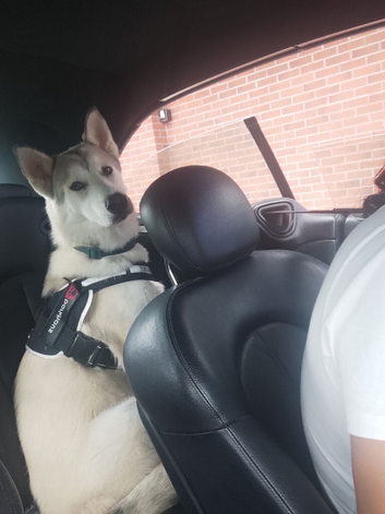 Siberian husky
