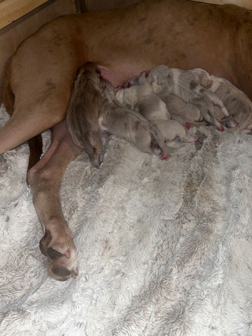 8 Beautiful cane corso x puppies