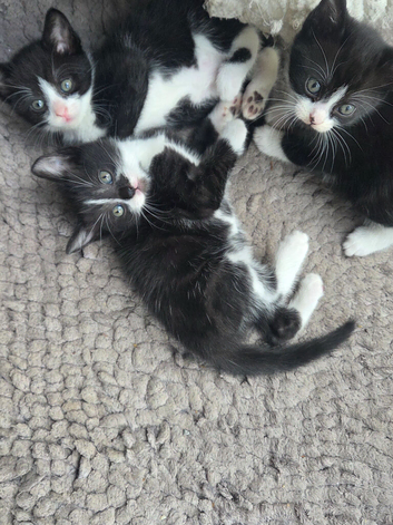 Gorgeous kittens