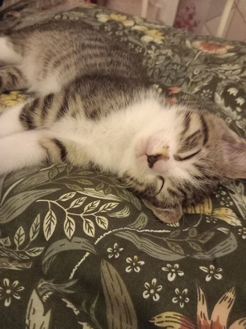 Two kittens need good home