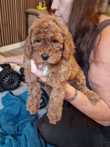 F1b  red cockapoo puppies