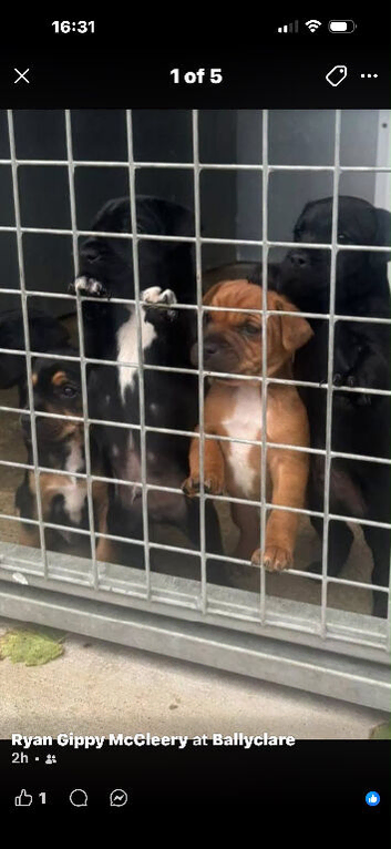 Patterdale pups for sale