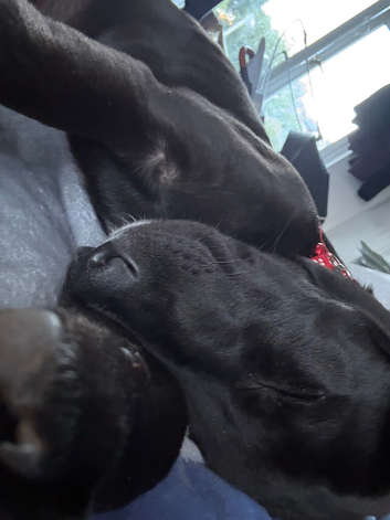 14 week old male black Labrador puppy