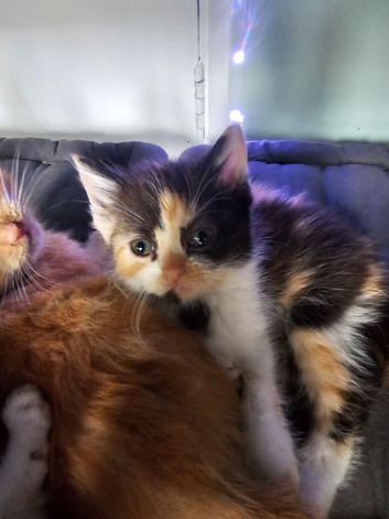Kittens ready to leave