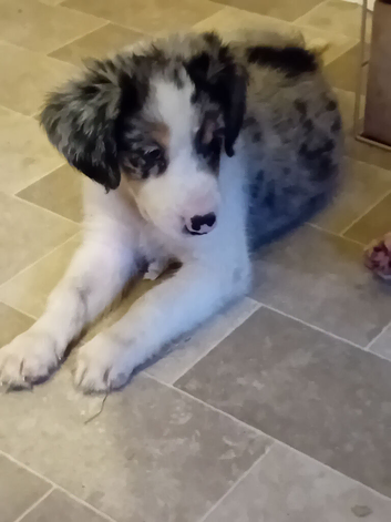 Bearded collie/smoothe blue merle collie mix puppies