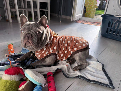 12 Month-Old French Bulldog Looking for a Loving Home