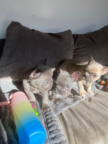 frenchie pups