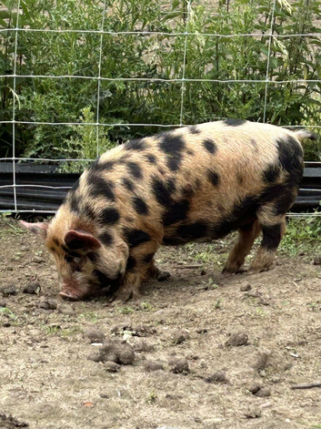 5 month old Kune Kune Weaners. 2 Boys Ready To Leave NOW!