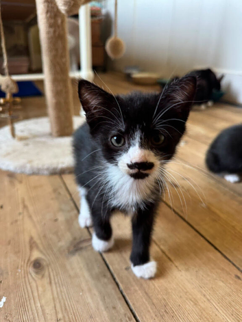 6x Adorable Kittens available &zwj;