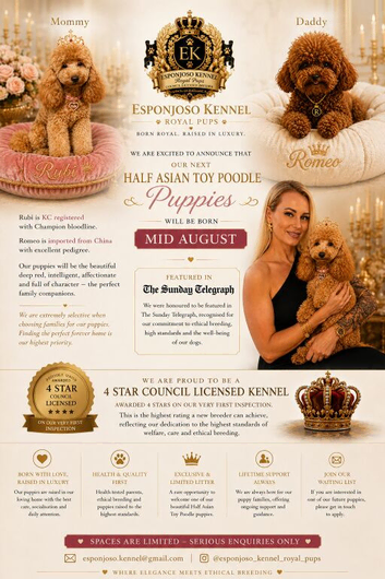 ESPONJOSO Exclusive Half Asian Toy Poodles | August 2026