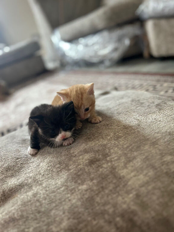 Gorgeous baby kittens