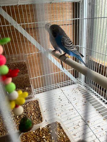 Stunning mutation budgie pair