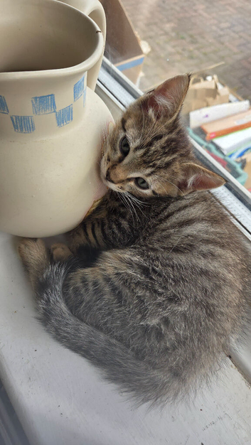 Really lovelyBengal armarican shorthair x ragdoll kittens need there new homes