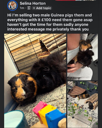 Guinea pigs and cages with bits