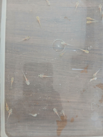 Axolotls 1month old