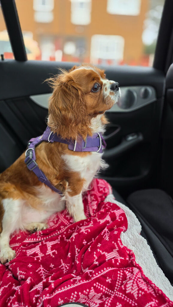 Beautiful Cavalier King Charles Spaniel