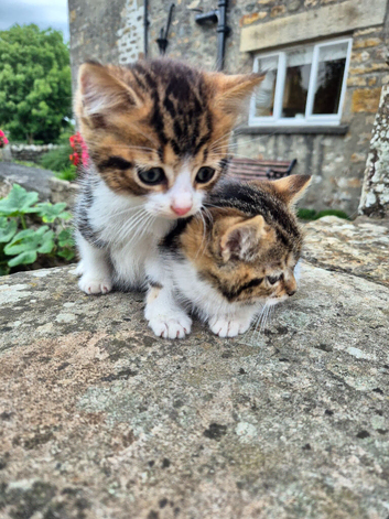 Beautiful Tabby Kittens looking for homes
