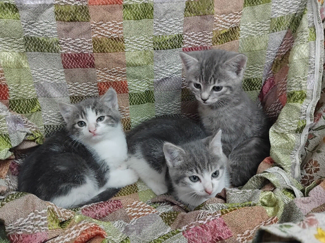 Gorgeous kittens ready for new homes