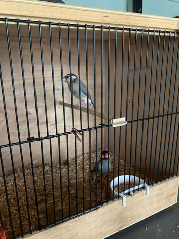 2 Java Finches