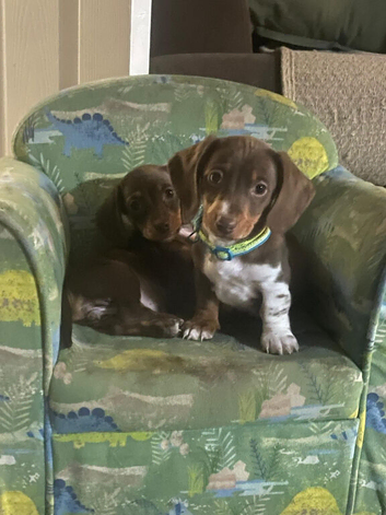 KC Reg Mini Dachshund Puppy