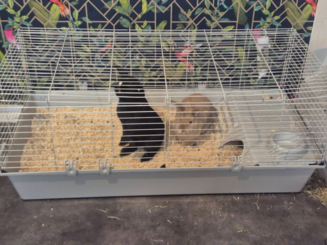 2 femal rabbits