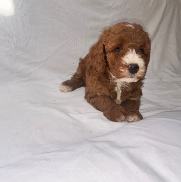 Adorable f1b cavapoo puppies