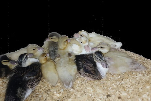Call ducks