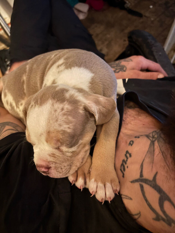 Tri Merle Staffs x amazing colours and blue eyes