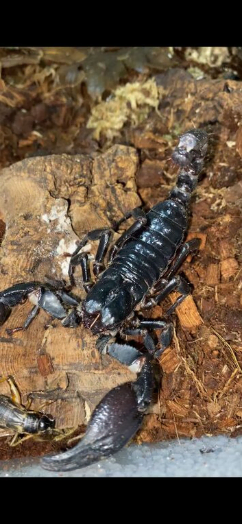 Asian Forest Scorpions for sale