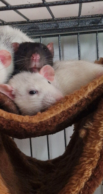2 Female Rats