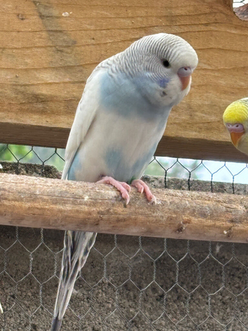 Dunfallow split hen for sale