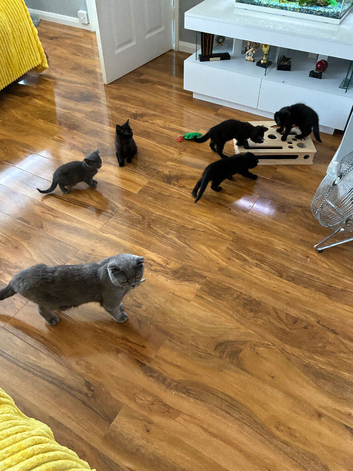 Beautiful cross breed kittens