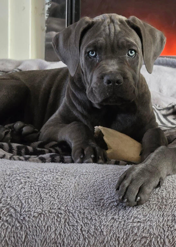 Female Cane Corso Puppy