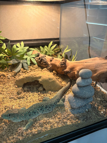 Eyed lizard