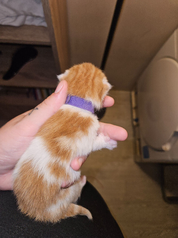 LAST GIRL KITTEN