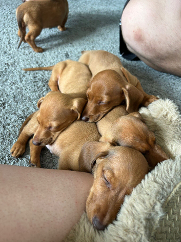 REDUCED LAST BOY ! 5 gorgeous miniature boys