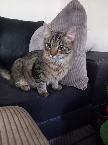 Chewie (Stuart)