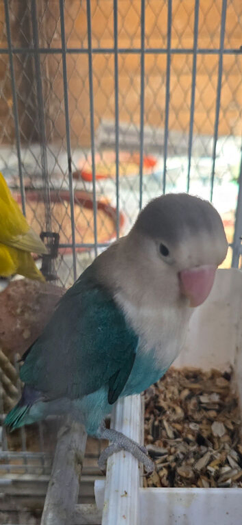 Tame lovebird fully tame